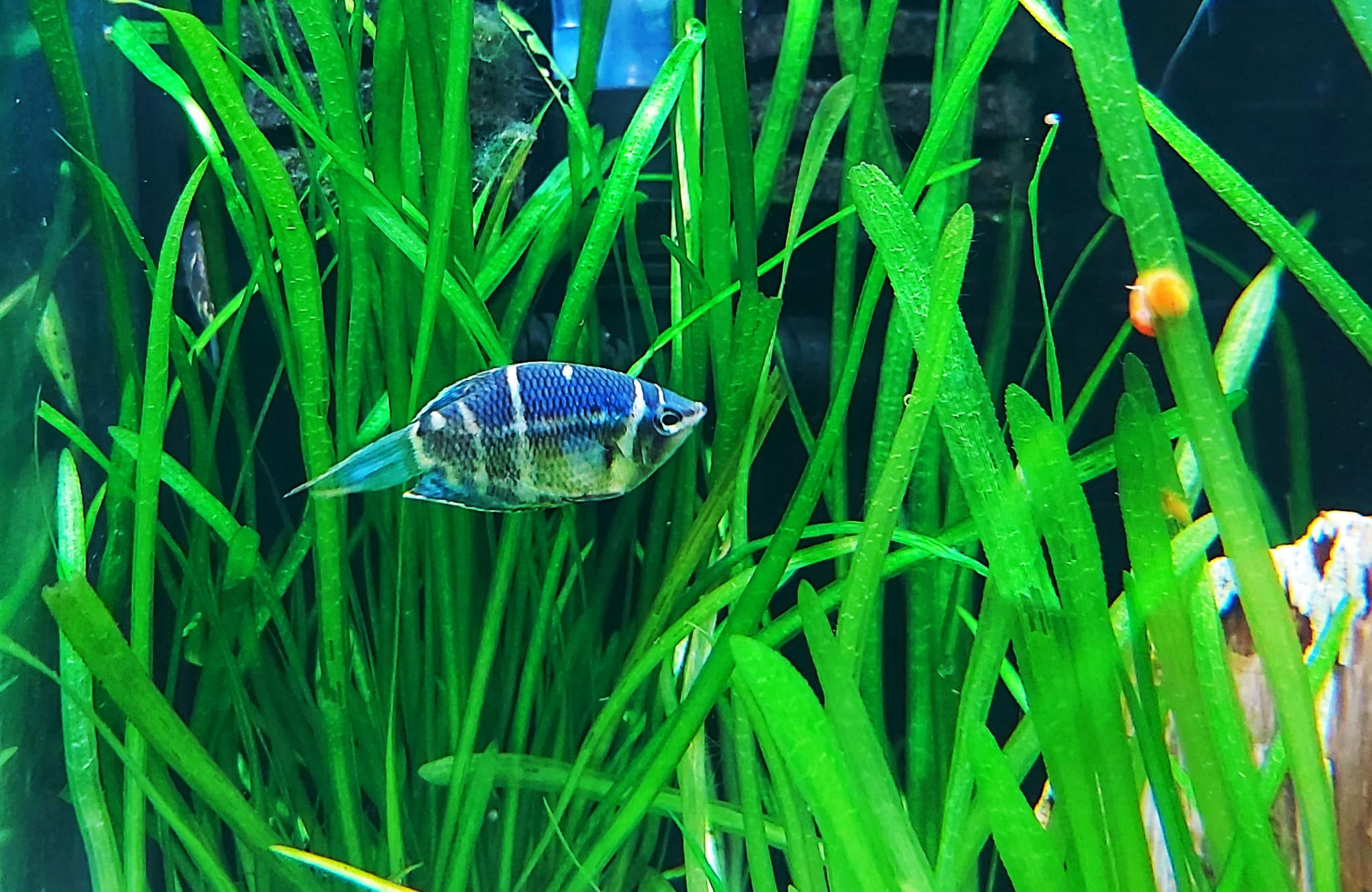 Schokoladengurami - lat. Sphaerichthys osphromenoides