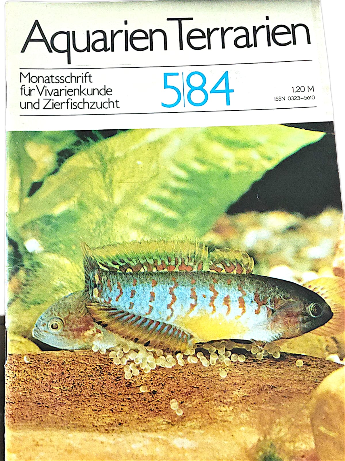 Aquarien Terrarien Monatszeitschrift 5|84