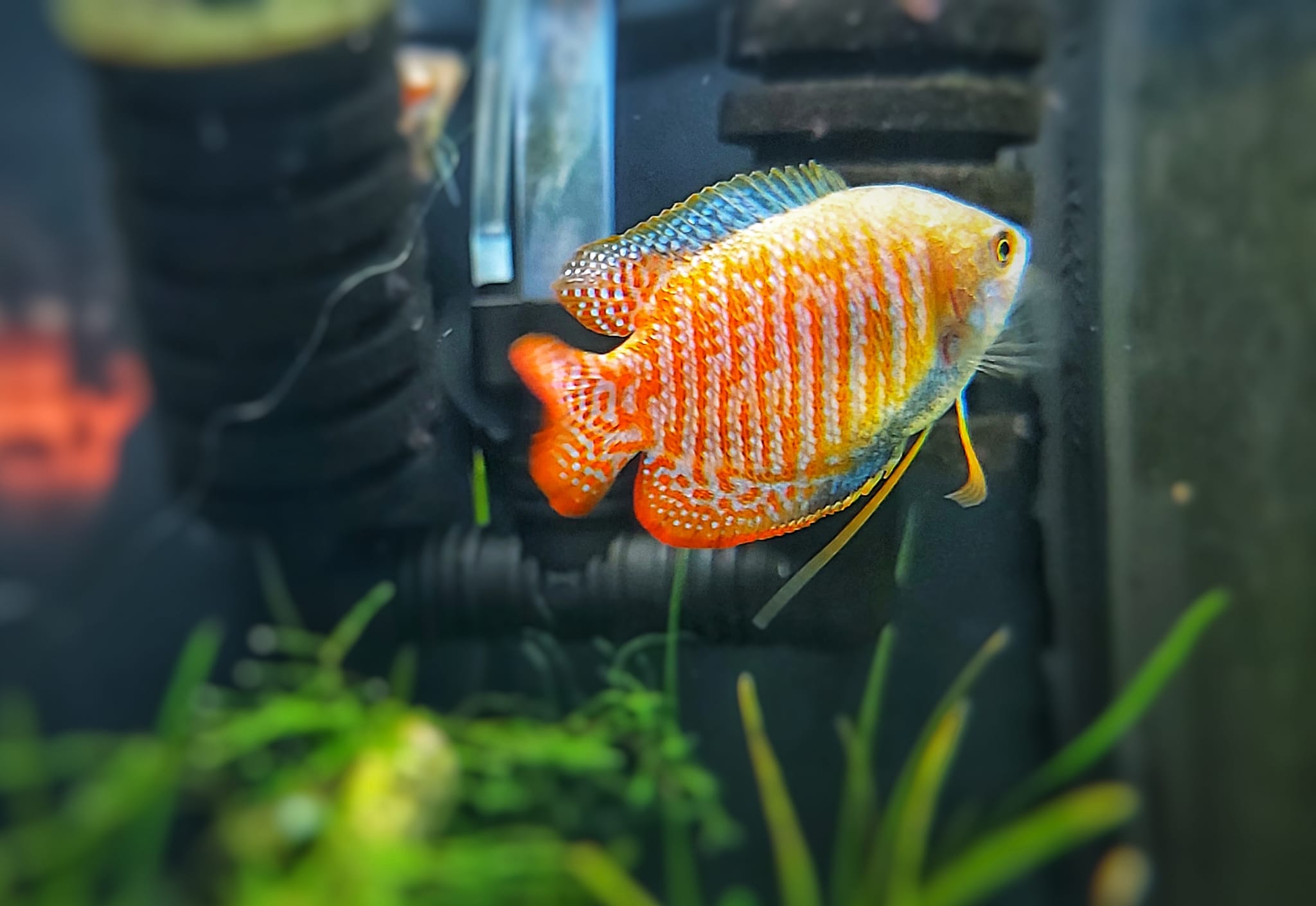 gestreifter Zwergfadenfisch - lat. Colisa lalia