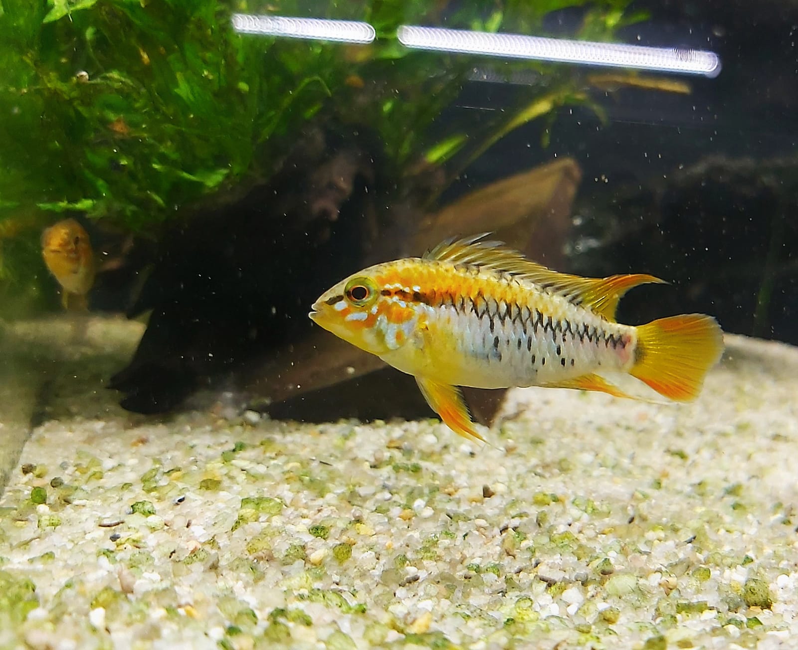 Orangeroter Zwergbuntbarsch - lat. Apistogramma macmasteri 