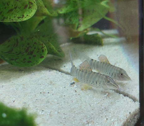 Rotflossen Tigerschmerle - lat. Syncrossus berdmorei 