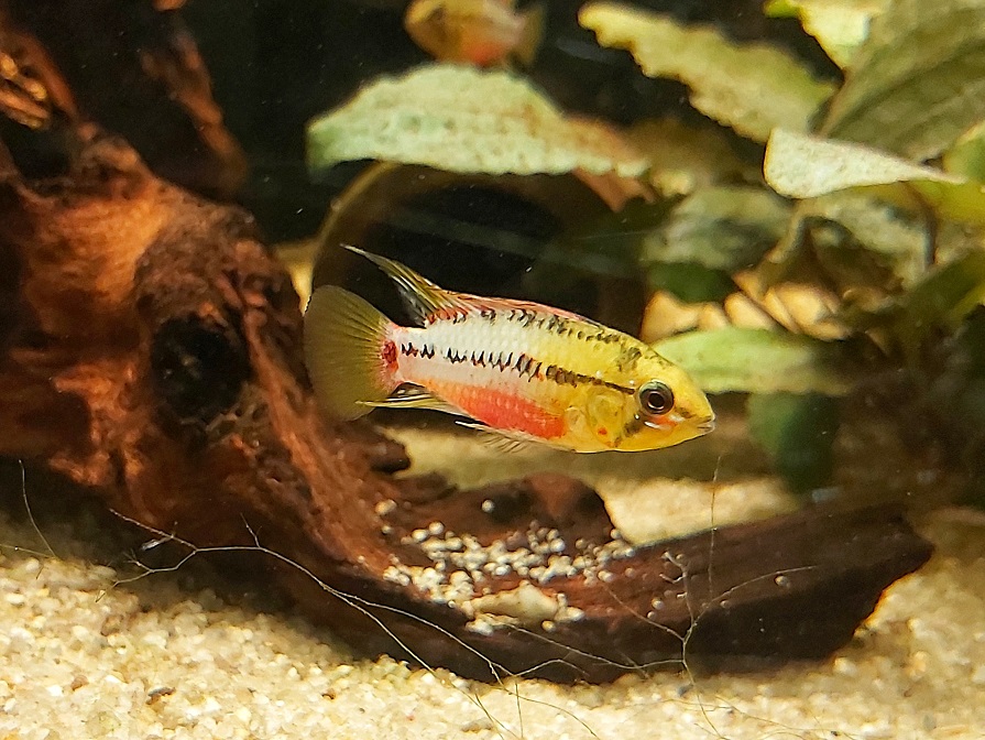  Rotstrich Zwergbuntbarsch - lat. Apistogramma hongsloi