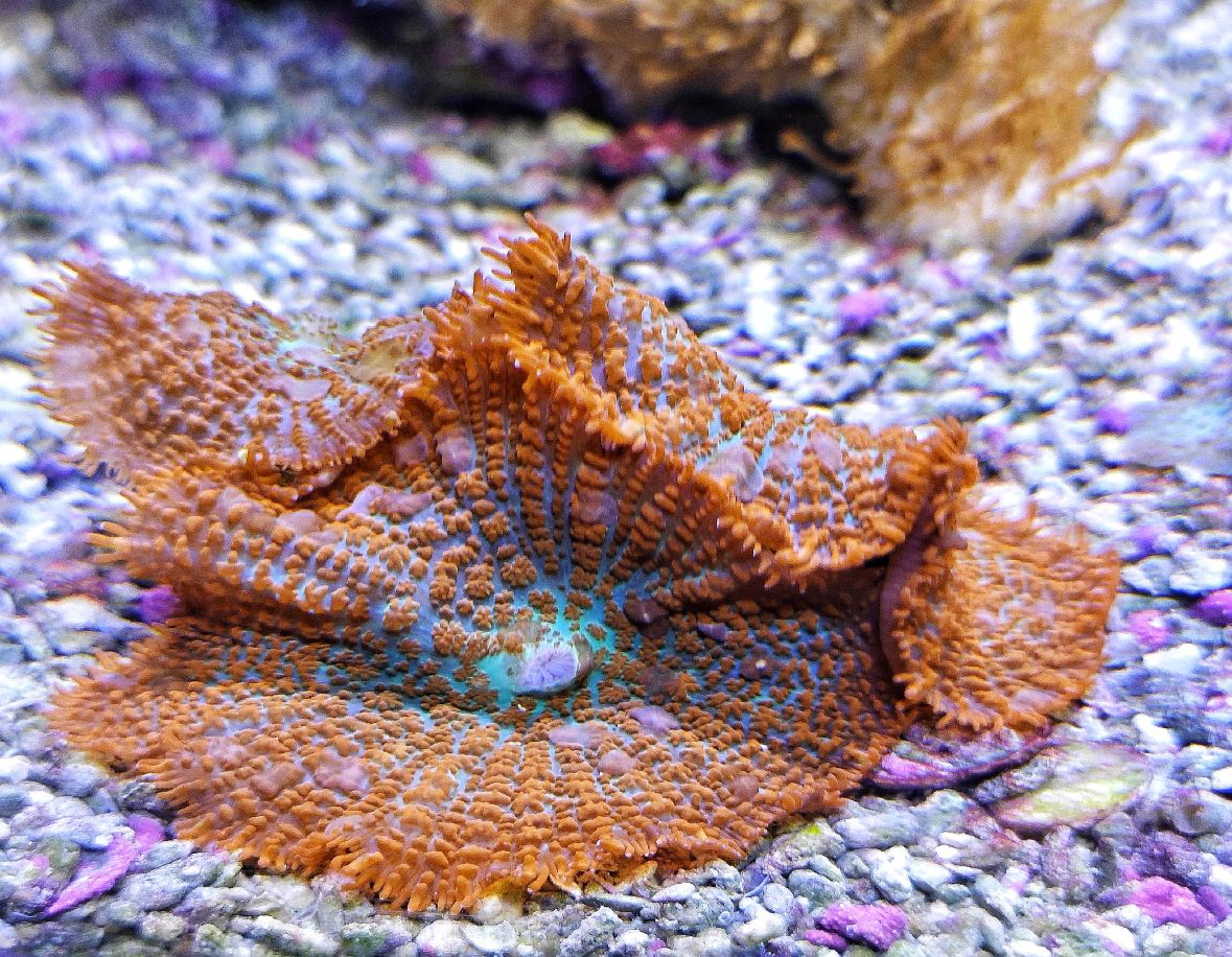 Rhodactis Superman – Superman Scheibenanemone