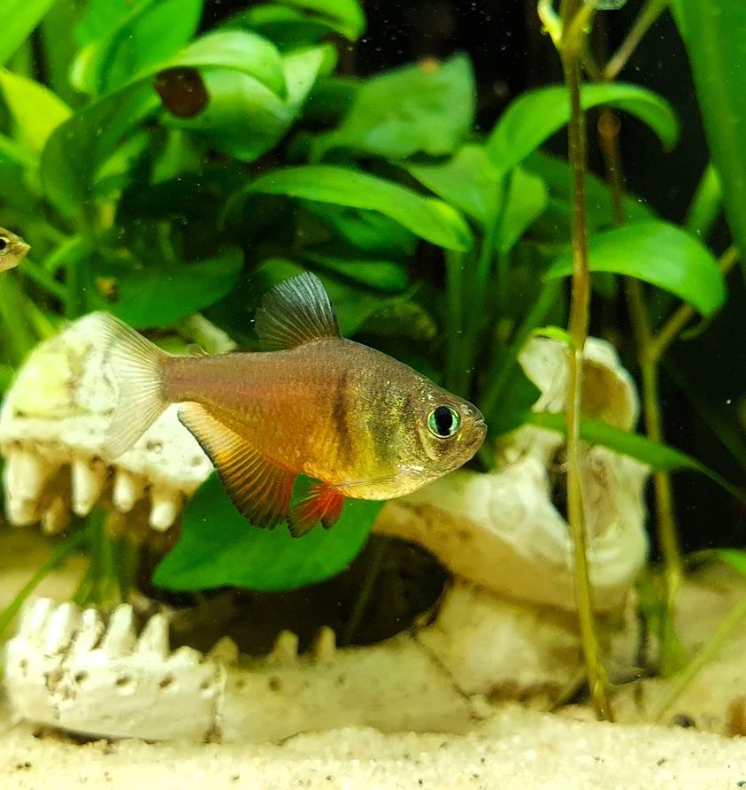 Roter von Rio - lat. Hyphessobrycon flammeus