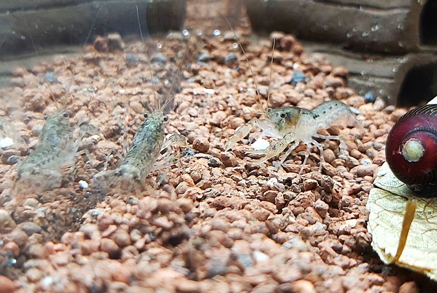 Blauer Zwergkrebs - lat. Cambarellus diminitus Blauer Zwergkrebs - lat. Cambarellus diminitus