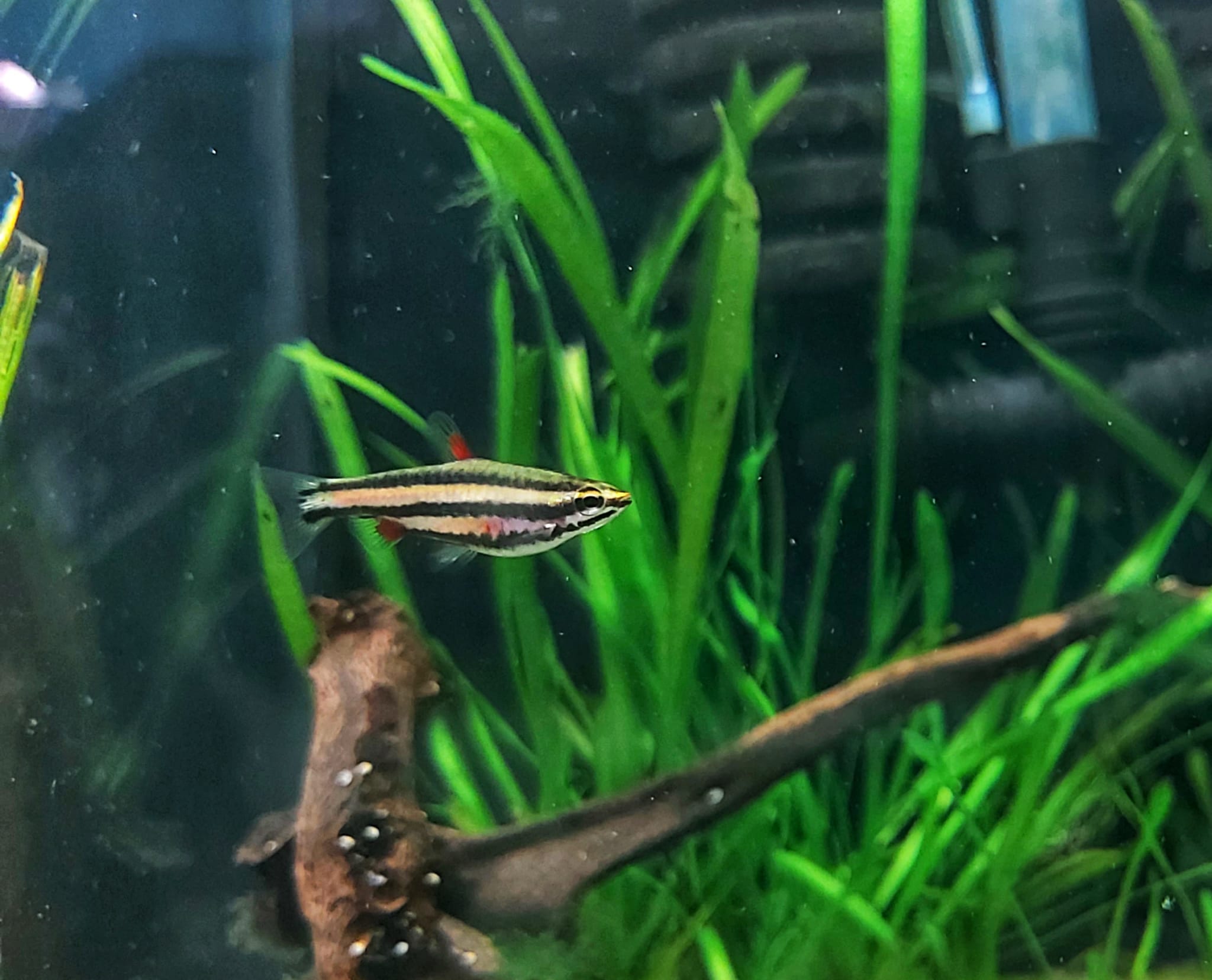Purpur Zwergziersalmler - lat. Nannostomus rubrocaudatus