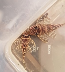 Zuchtbericht Königstiger Harnischwels - Hypancistrus spec. L333