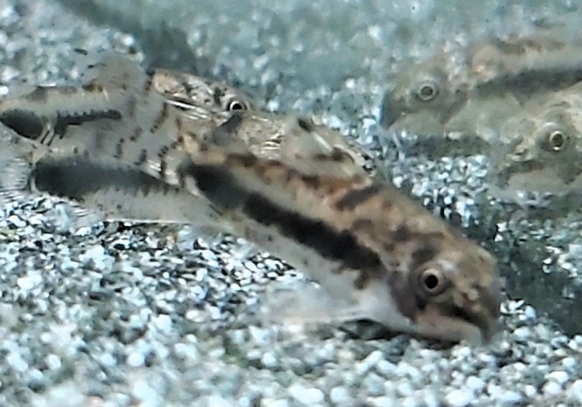 Marmorierter Zwergpanzerwels - lat. Corydoras habrosus