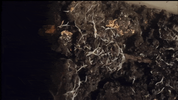 Enchyträen Zuchtansatz - eigener Eiweiß Snack  züchten Enchyträen Zuchtansatz - eigener Eiweiß Snack  züchten