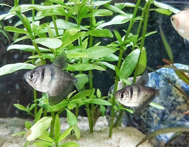  Trauermantelsalmler - lat. Gymnocorymbus ternetzi