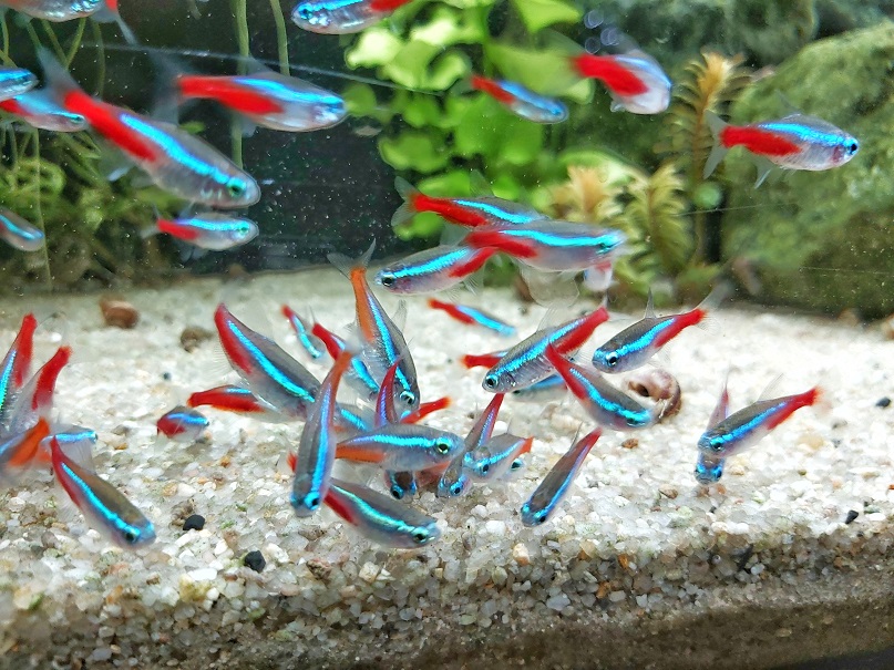 Futtersorten für Salmler - Salmler im Aquarium füttern Futtersorten für Salmler - Salmler im Aquarium füttern