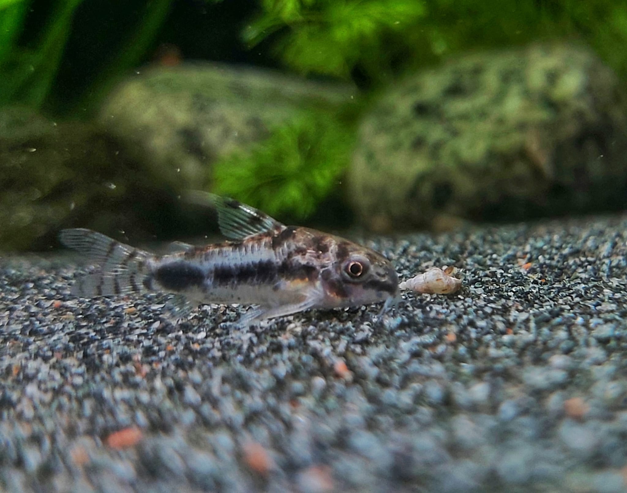 Marmorierter Zwergpanzerwels - lat. Corydoras habrosus
