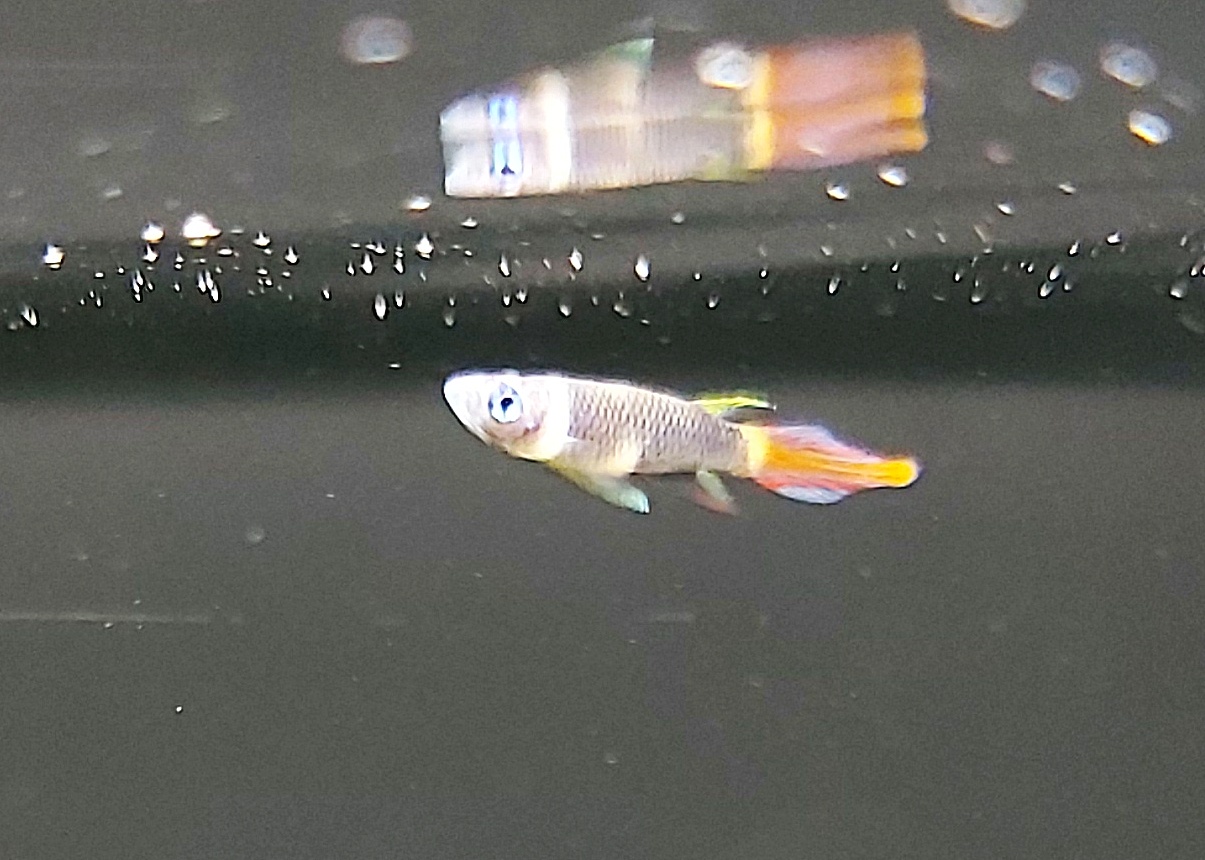 Ringelhechtling - lat. Epiplatys annulatus Ringelhechtling - lat. Epiplatys annulatus