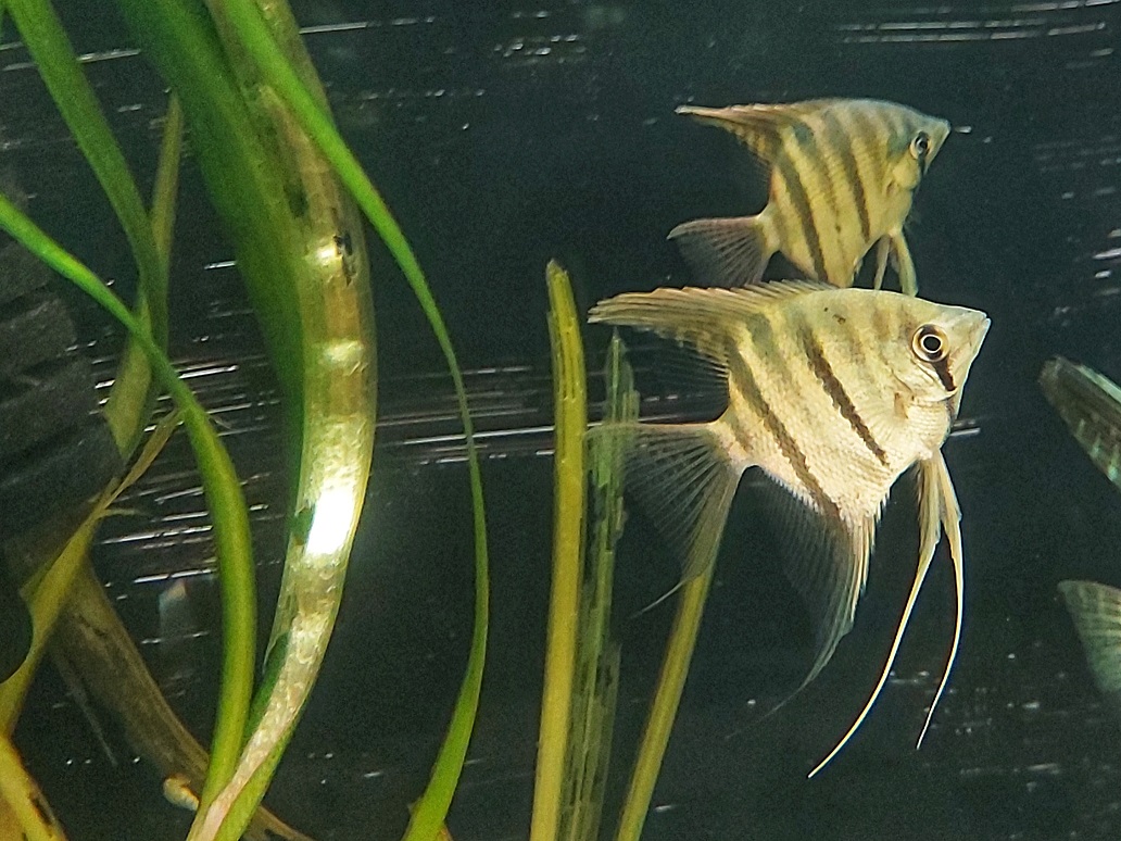 Leopolds Skalar - lat. Pterophyllum leopoldi