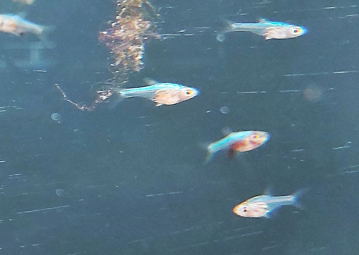 Axelrods Rasbora Blue - lat. Sundadanio axelrodi blue