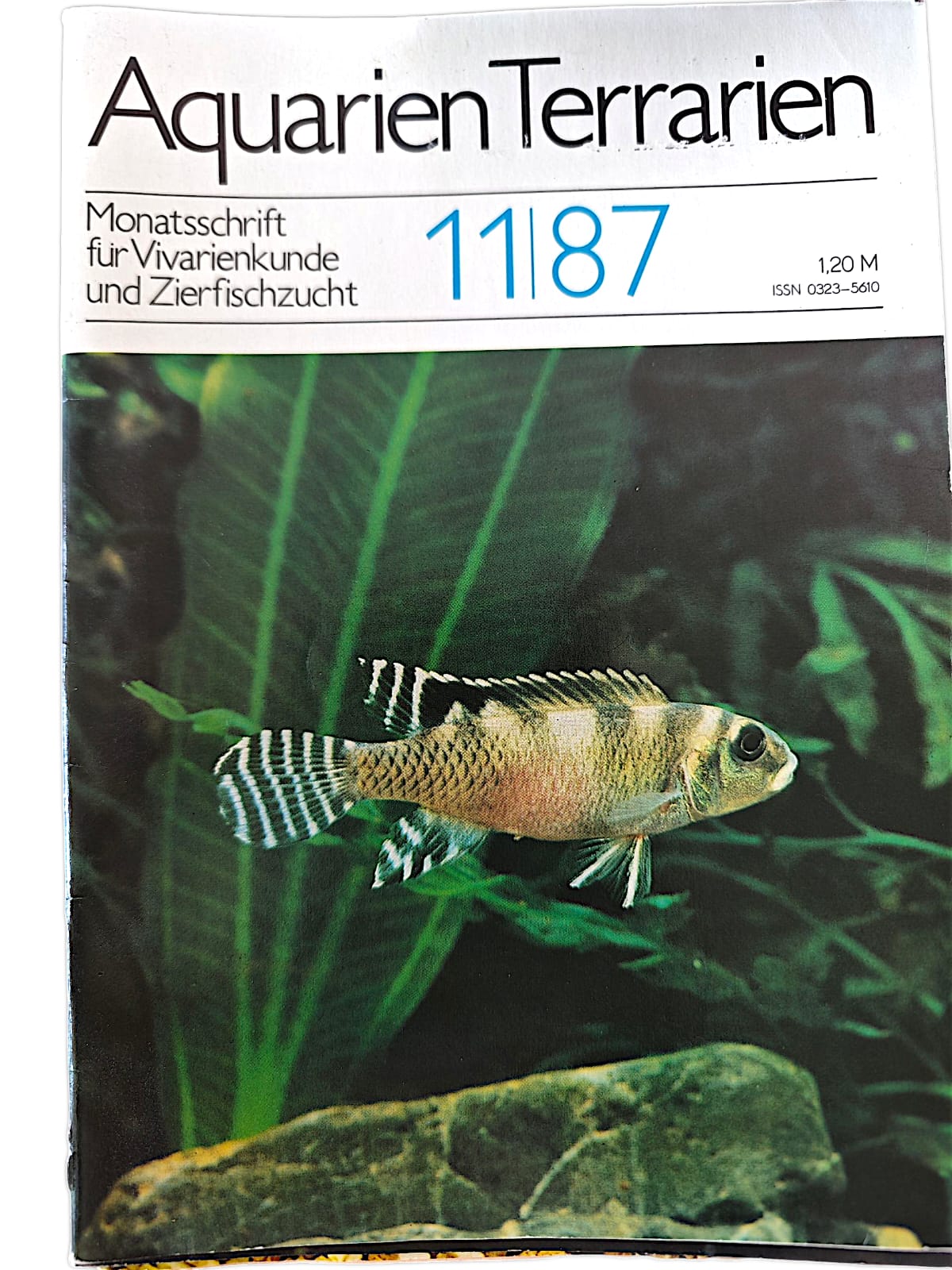Aquarien Terrarien Monatszeitschrift 11|87 