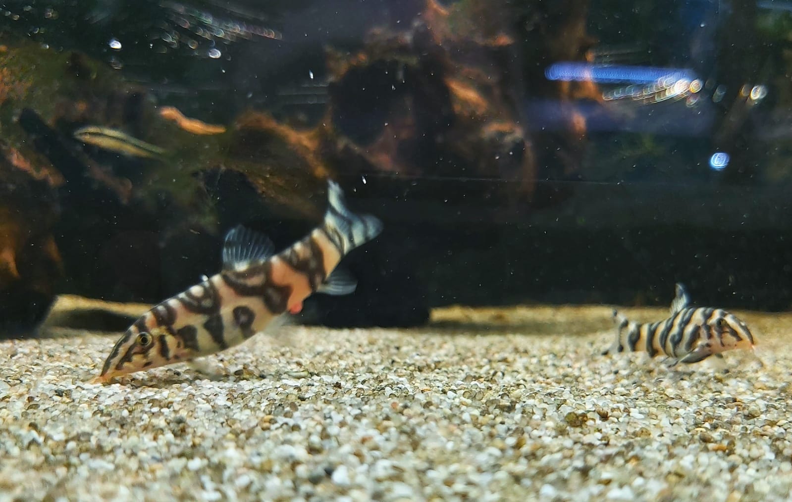 Sternchenschmerle - lat. Botia Kubotai 