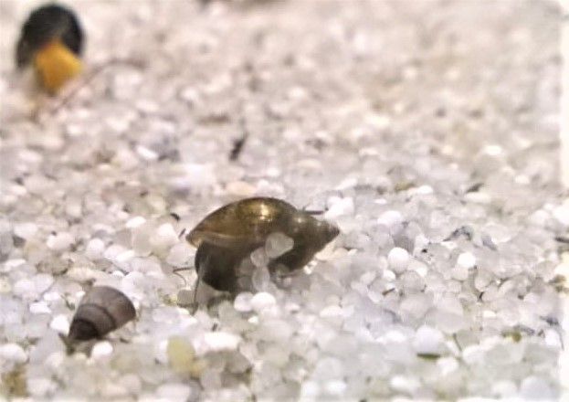 Blasenschnecke - lat. Physa fontinalis