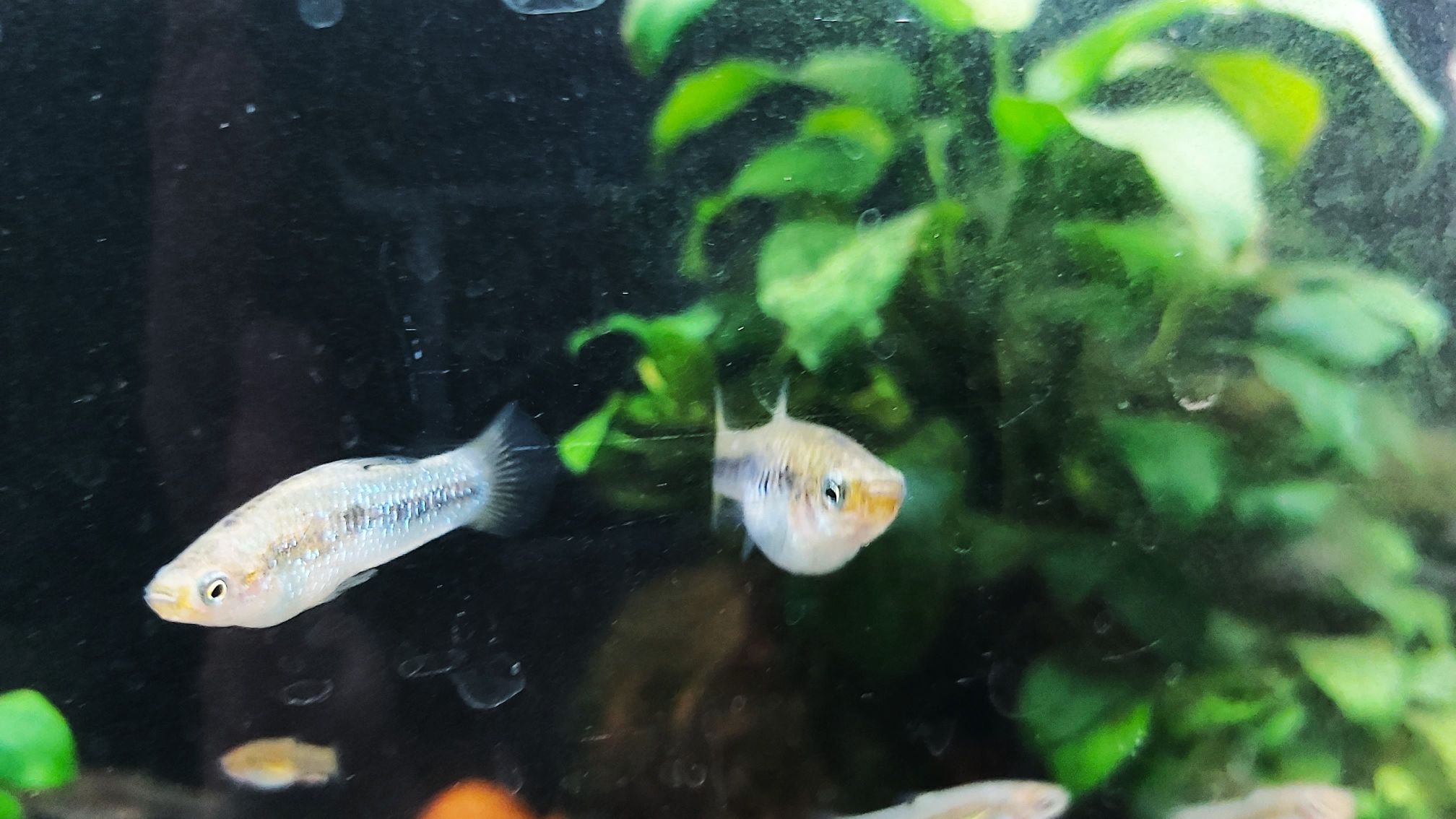 Perugia Kärpfling - lat. Limia perugiae Perugia Kärpfling - lat. Limia perugiae