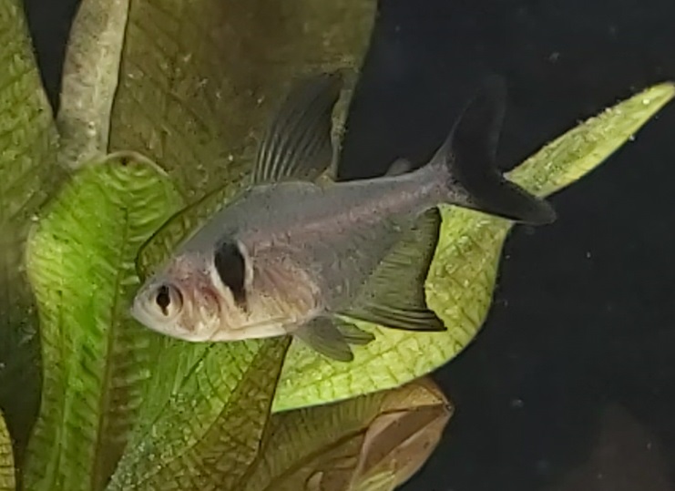Schwarzer Phantomsalmler - lat. Hyphessobrycon megalopterus 