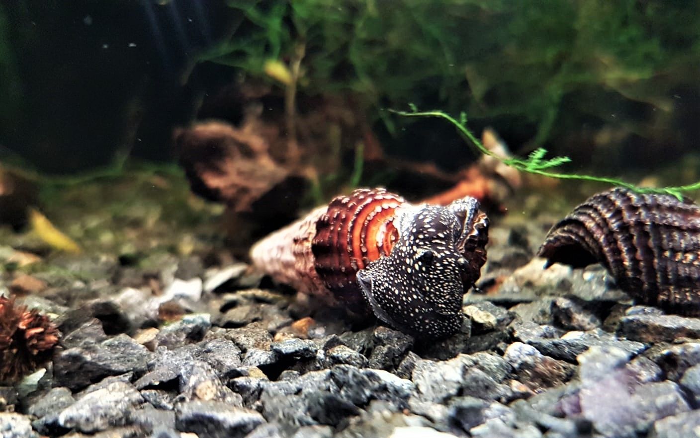 Perlhuhnschnecke - lat- Tylomelania patriachalis Perlhuhnschnecke - lat- Tylomelania patriachalis