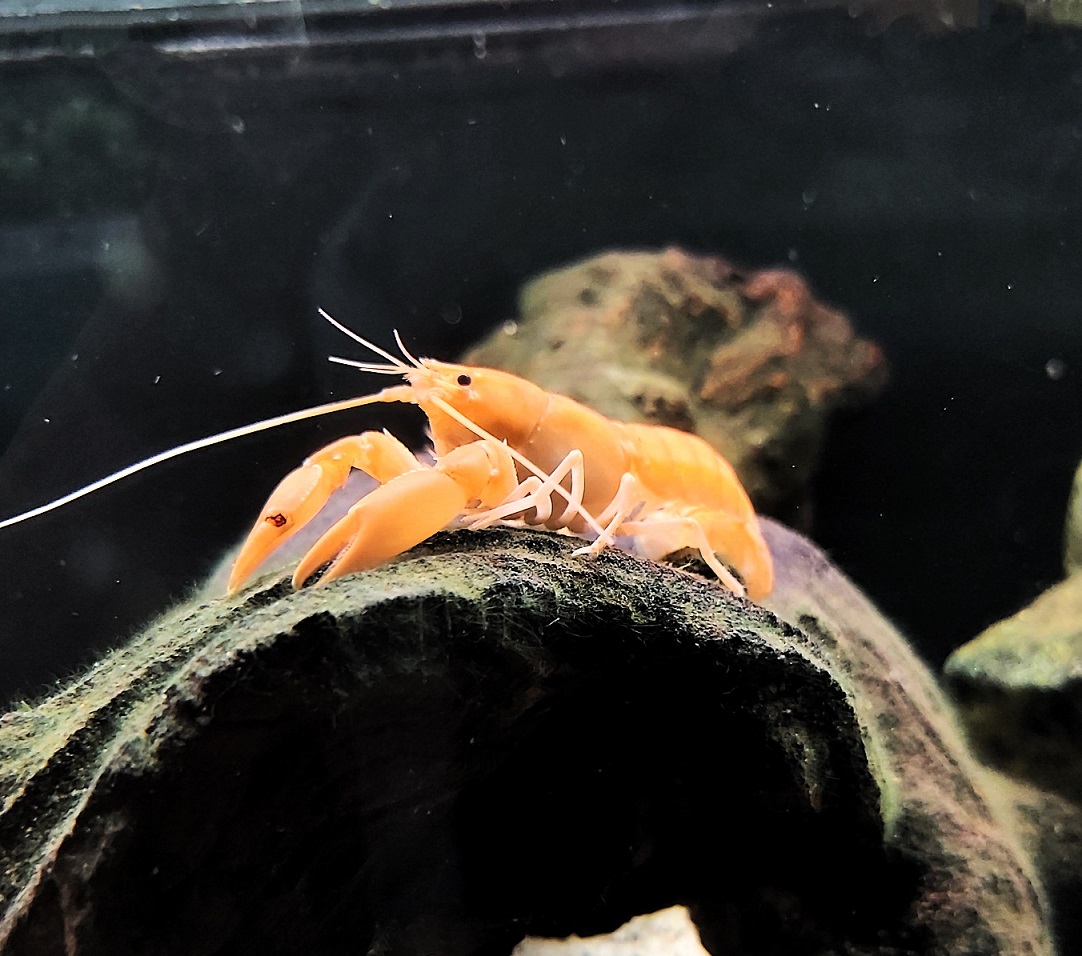 orangener Flusskrebs - lat. Cherax holthuisi orangener Flusskrebs - lat. Cherax holthuisi