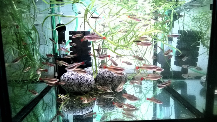 Kardinalfisch im Zuchtbecken Tanichtys albonubes Zucht