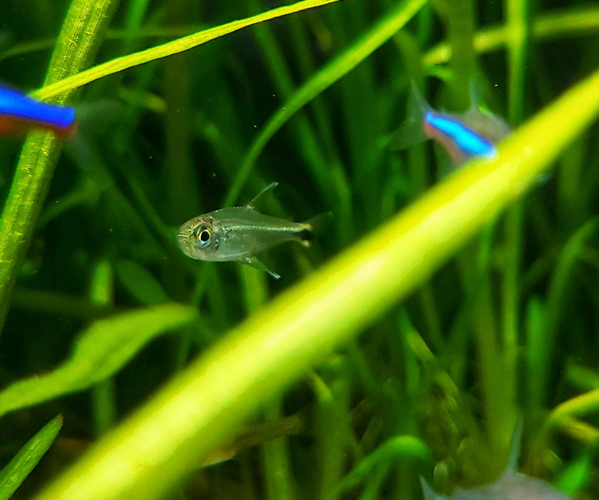 Grüner Neon - lat. Hemigrammus hyanuary