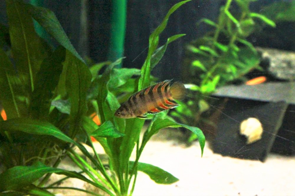 Orange Buschfisch - lat. Microctenopoma ansorgii 