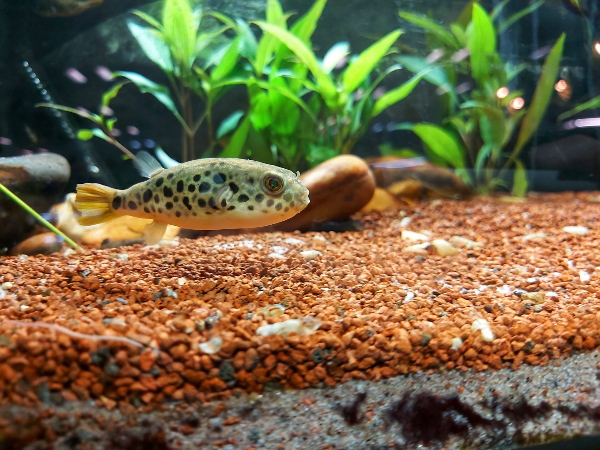 Leopard Kugelfisch - lat. Tetraodon schoutedeni