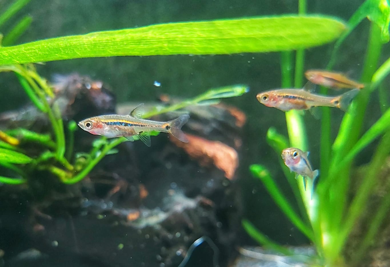 Schwanzfleckbärbling - lat. Boraras urophthalmoides Schwanzfleckbärbling - lat. Boraras urophthalmoides