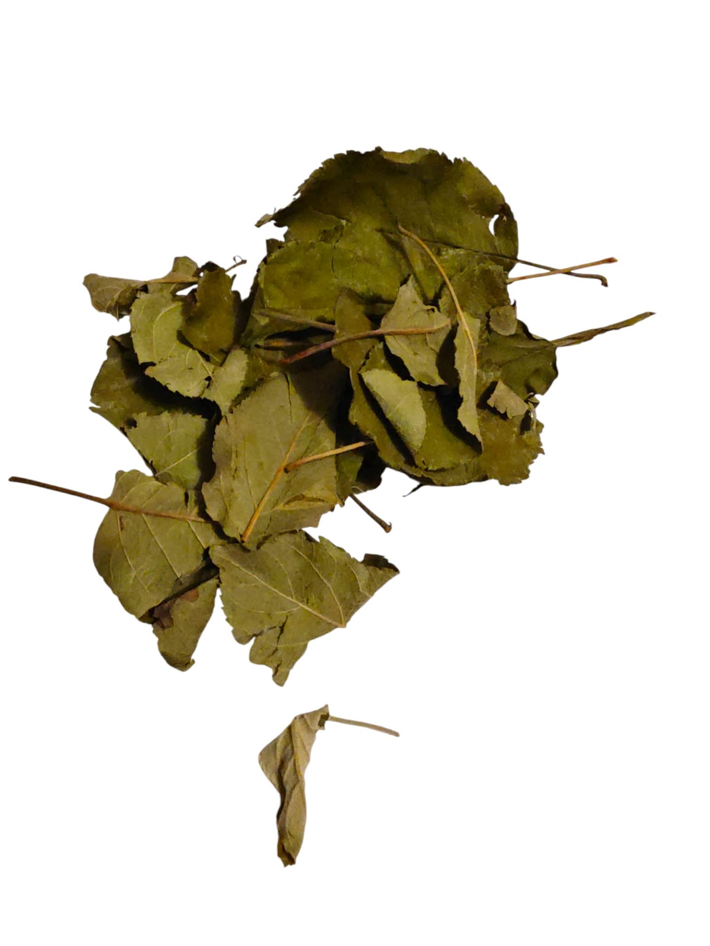 Apfelblätter - grüner und brauner Garnelensnack