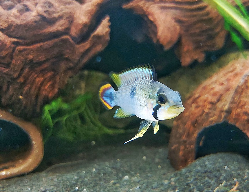 Panduros Zwergbuntbarsch - lat. Apistogramma panduro