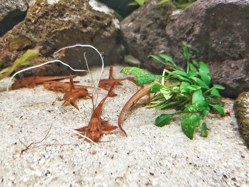 Lanzenharnischwels - lat. Rineloricaria lanceolata Lanzenharnischwels - lat. Rineloricaria lanceolata