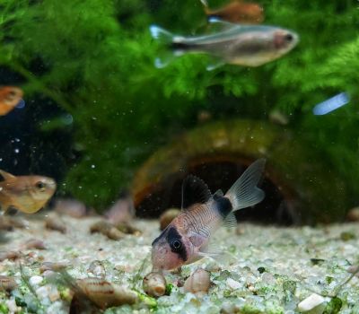 Der Panda Panzerwels im Aquarium - Corydoras Panda